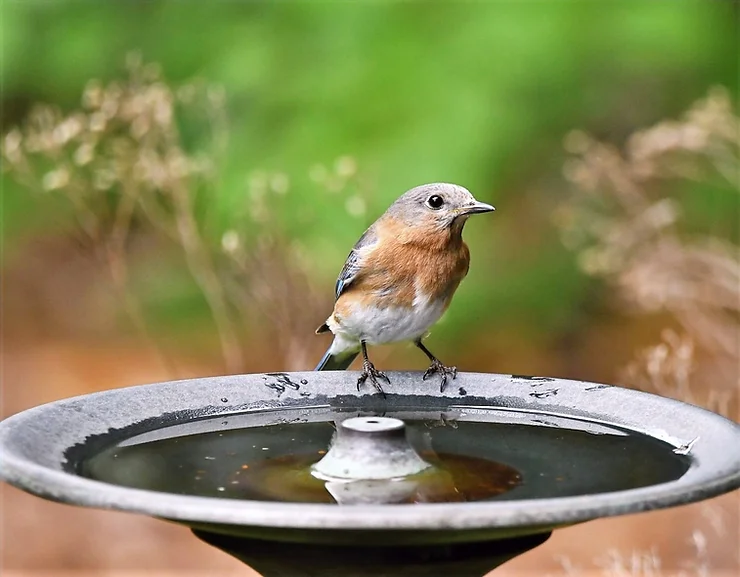 NurtureNativeNature blog