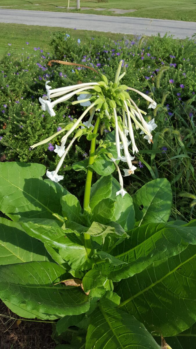 flowering tobacco