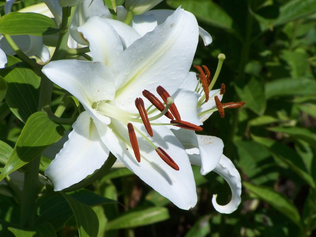 Casa Blanca Lily