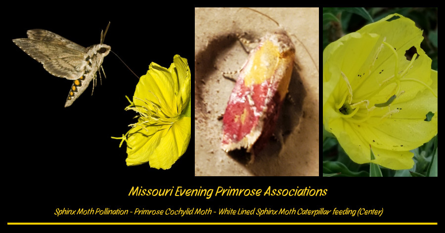 insects on Missouri evening primrose