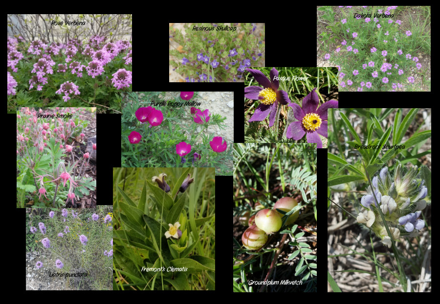 companion plants for drought-wise groundcovers