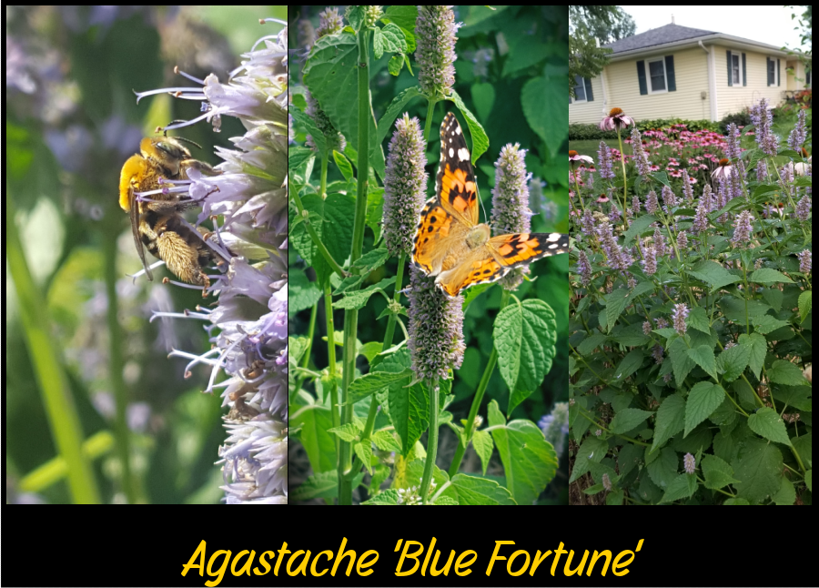 big perennials - Agastache Blue Fortune