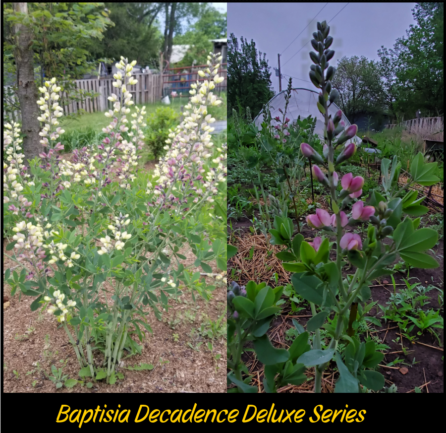 Baptisia Decadence Deluxe