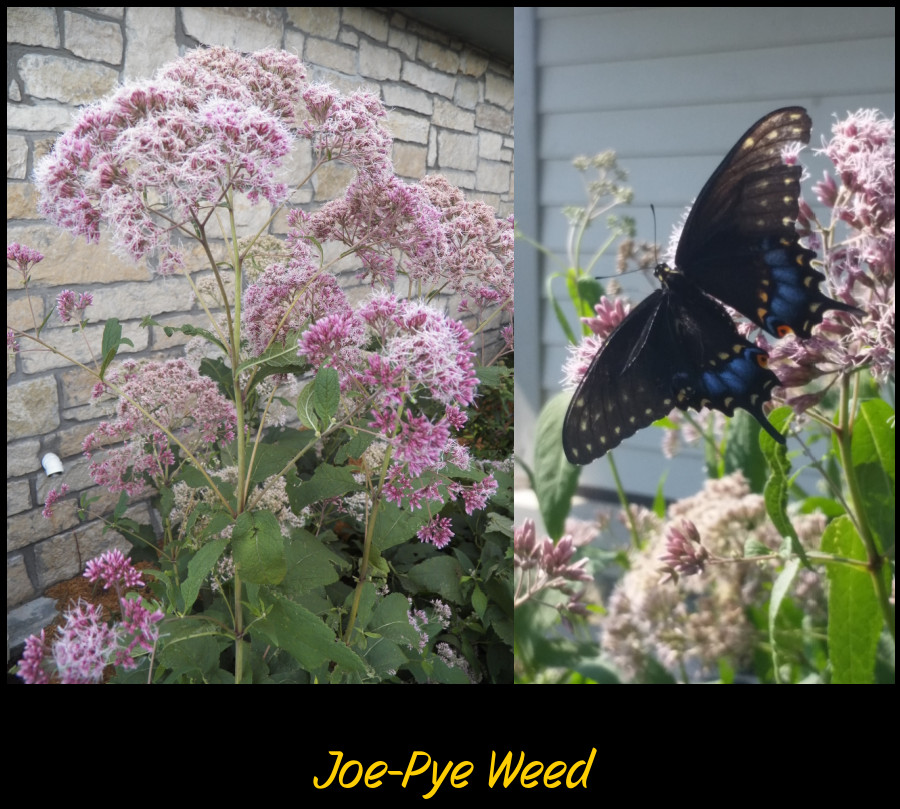 Joe Pye Weed