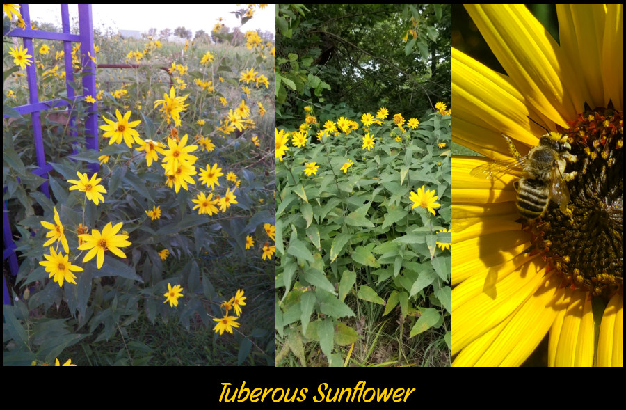 tuberous sunflower