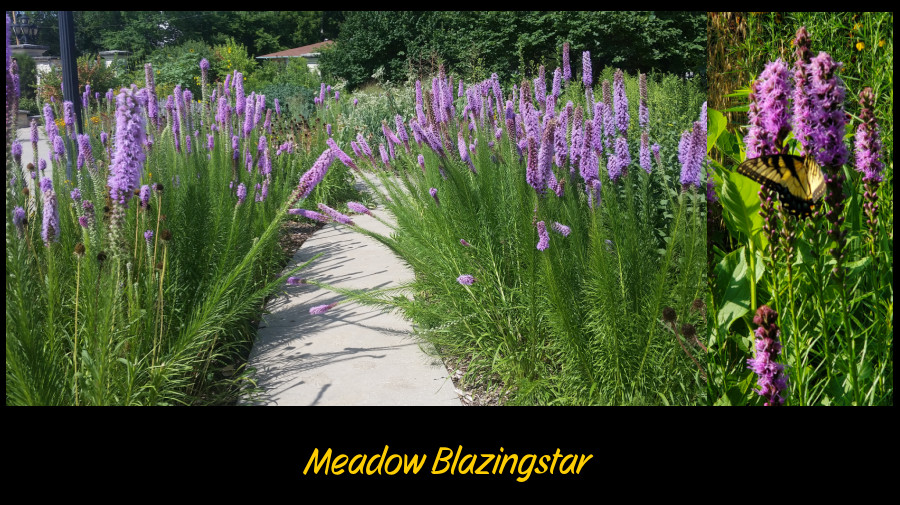 big perennials - meadow blazingstar