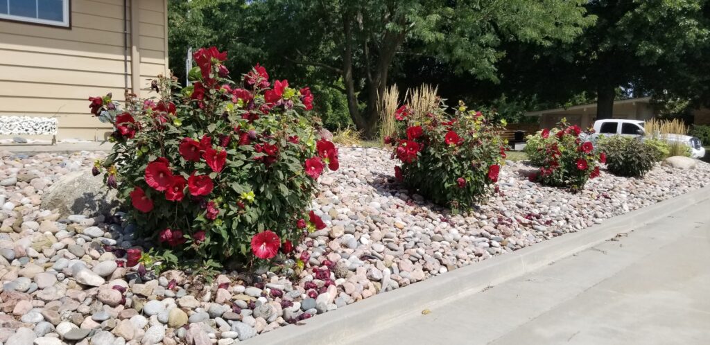 hardy hibiscus big perennials