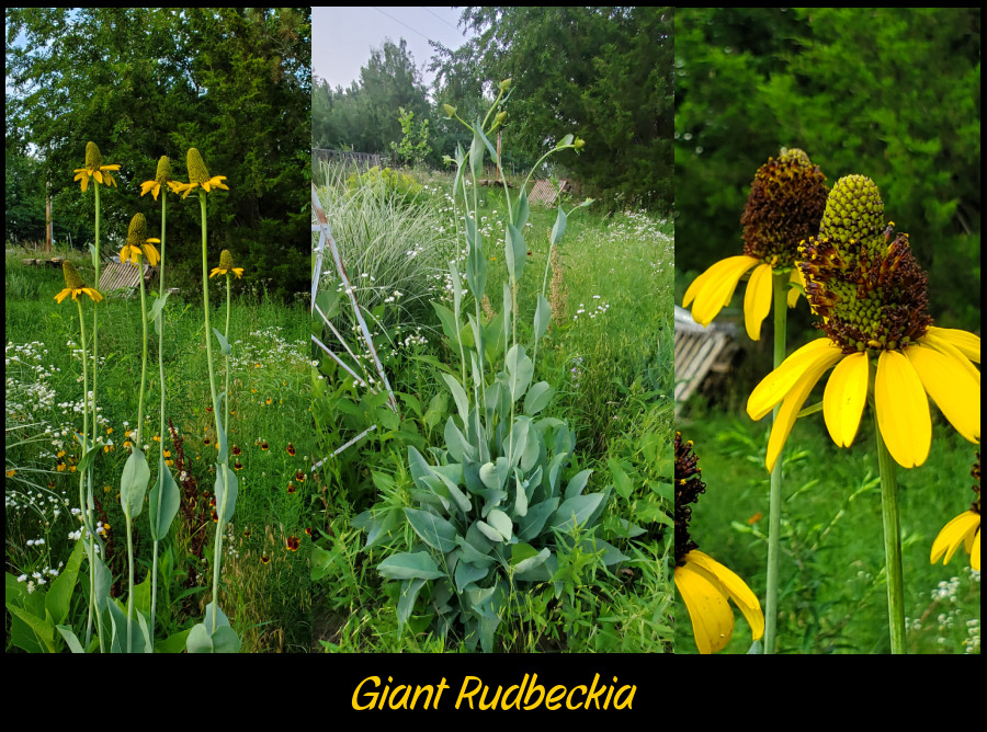 giant rudbeckia