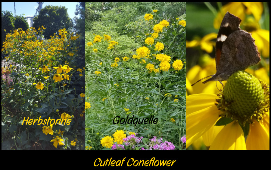 cutleaf coneflower