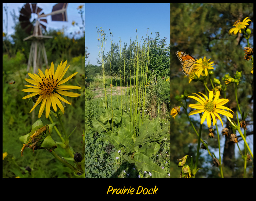 prairie dock