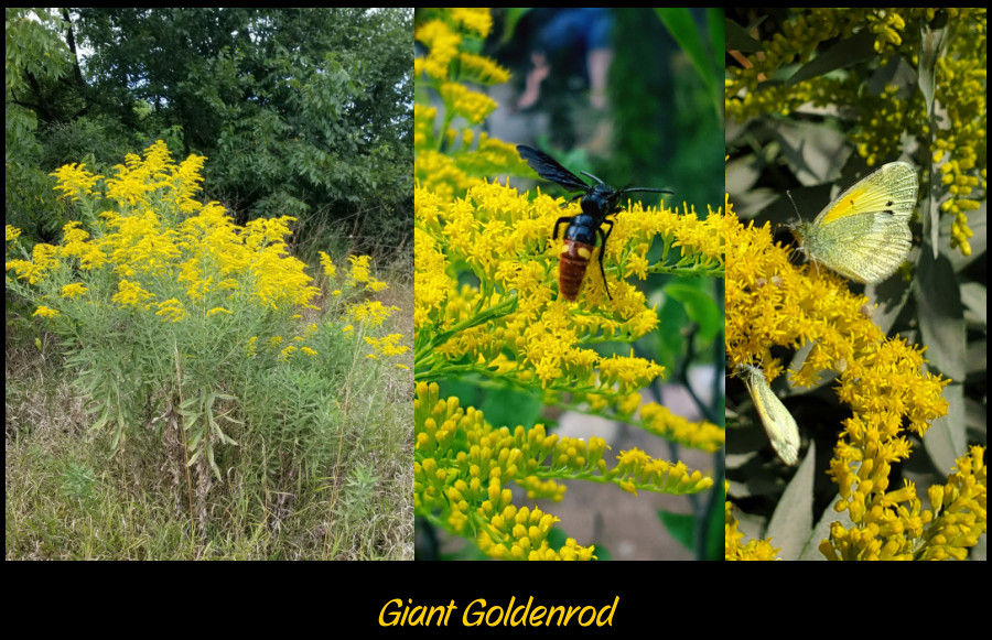 goldenrod