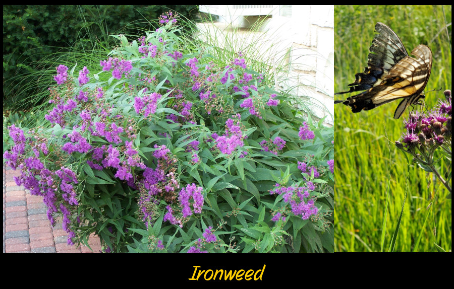 western ironweed big perennials
