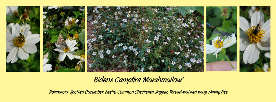 best annuals for pollinators - Bidens