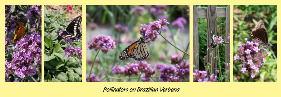 Brazilian verbena - best annuals for pollinators