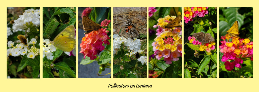 lantana pollinaotors