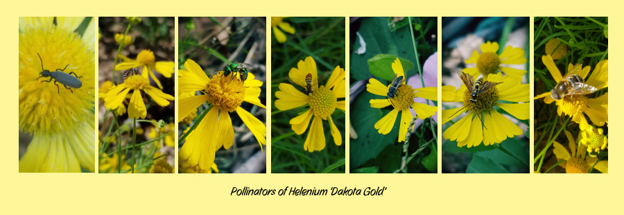 Pollinators of Helenium Dakota Gold