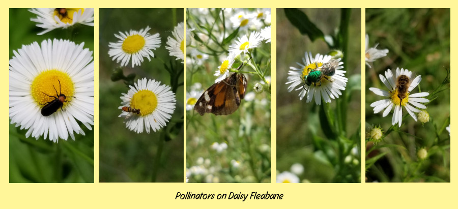 best annuals for pollinators - daisy fleabane