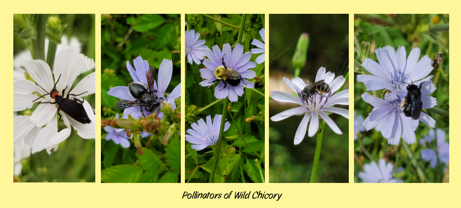 pollinators on chicory