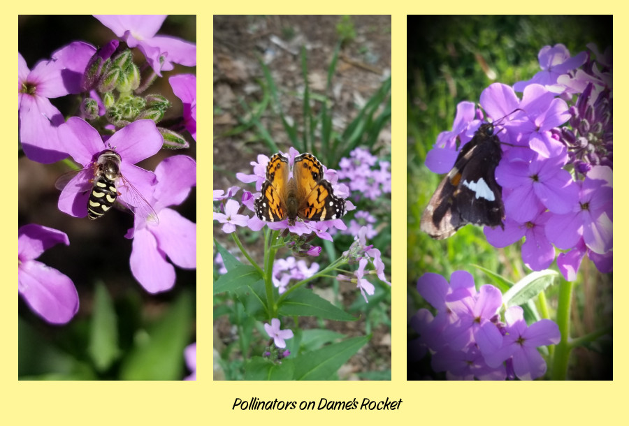 pollinators on dame's rocket