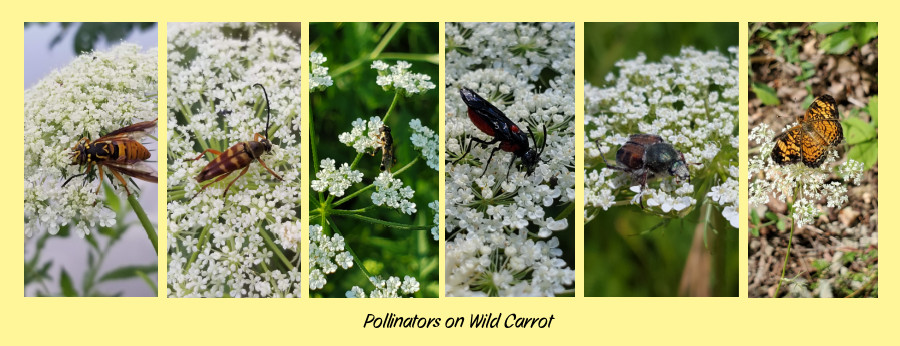  wild carrot