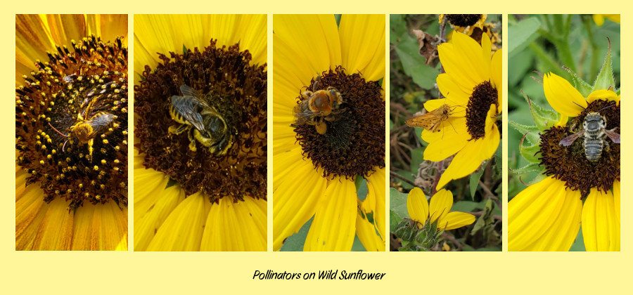 wild sunflower pollinators