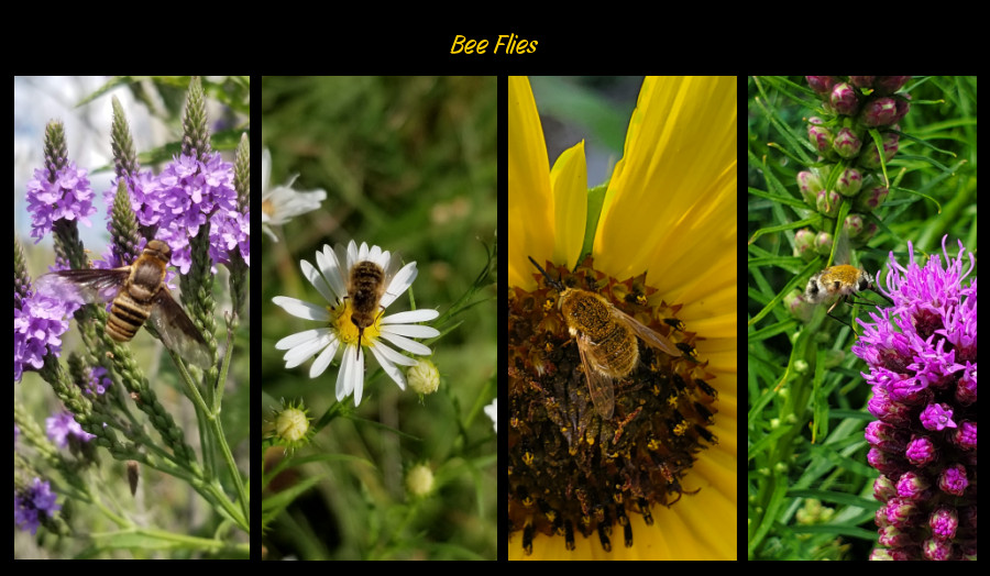 bee-mimic bee-flies