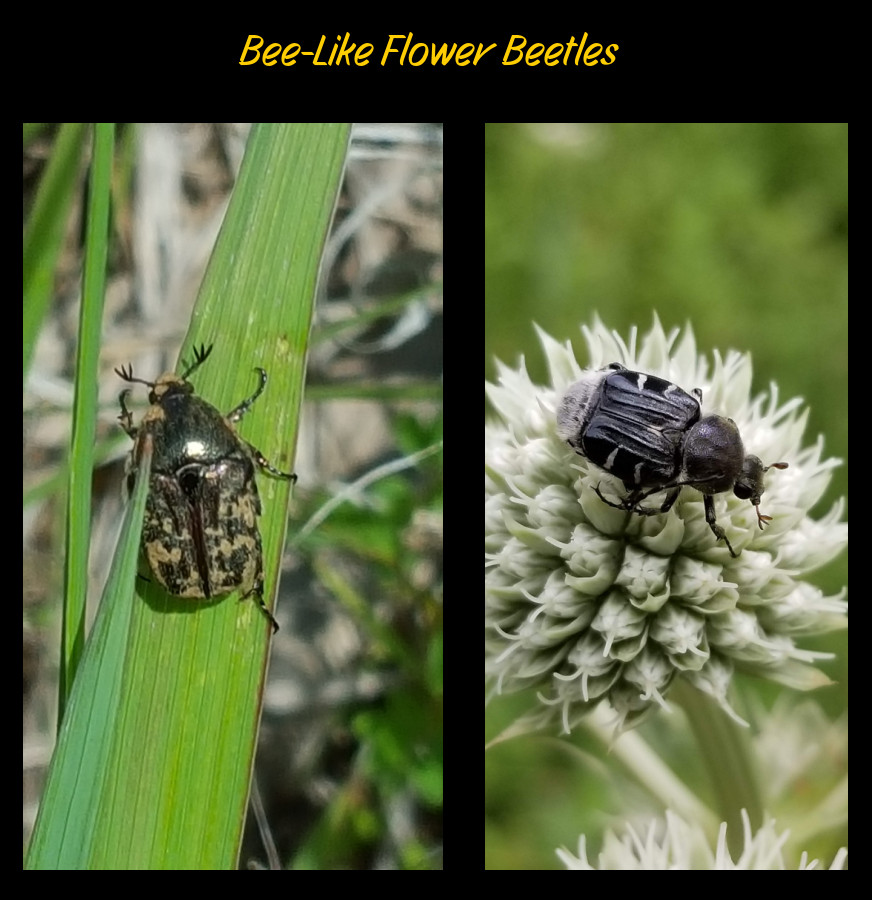 bee-like beetles