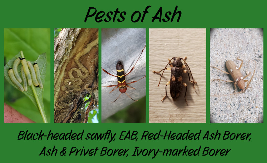 Fraxinus pests