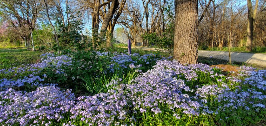 blue wood phlox in the author's garden