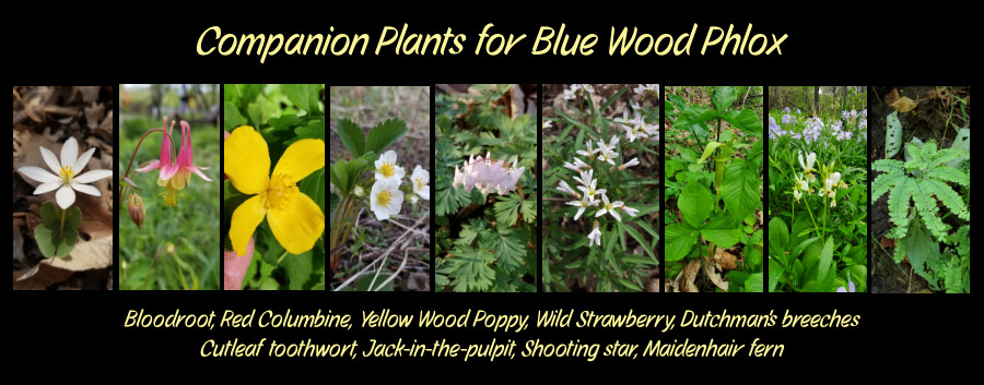 companion plants of wood phlox