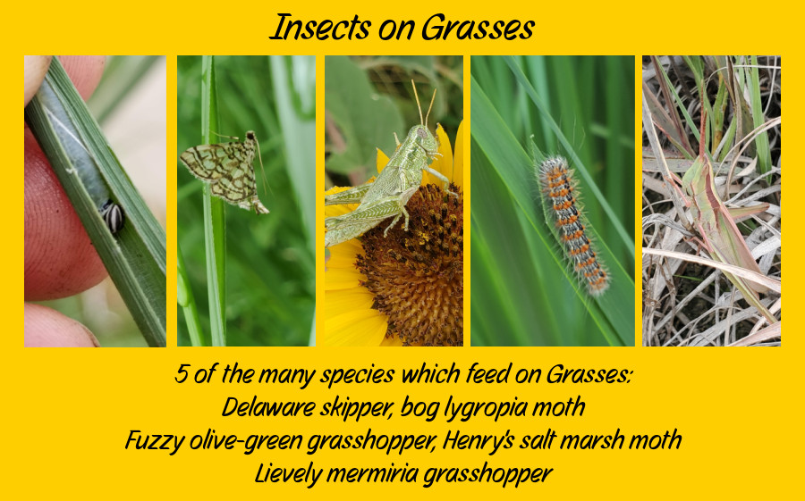 biodiversity on grasses