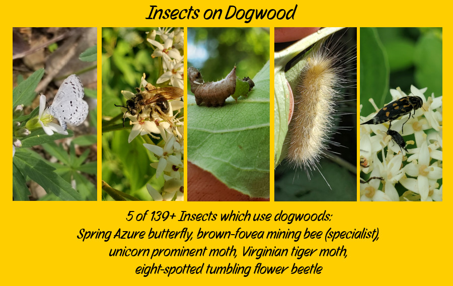 dogwood biodiversity