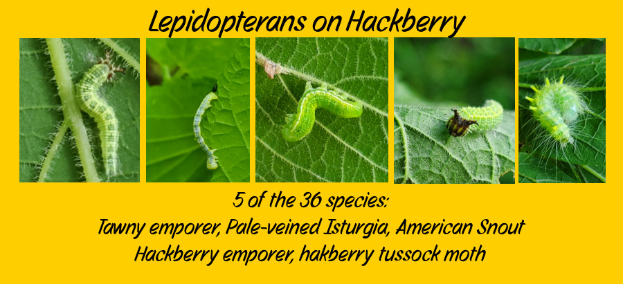 hackberry butterflies