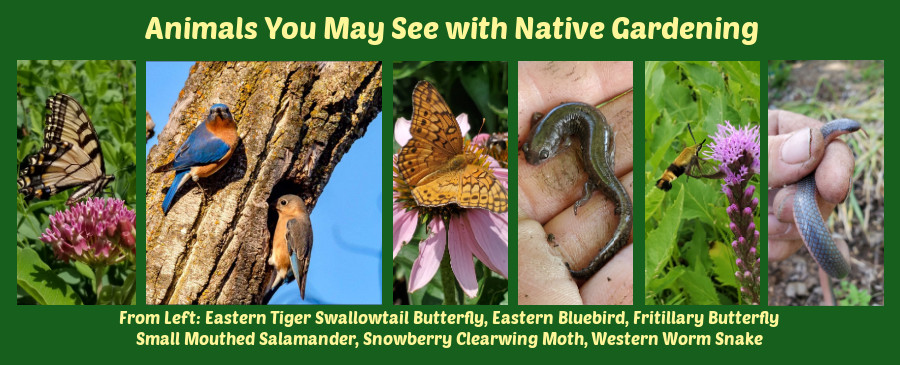 animals seen with native gardening
