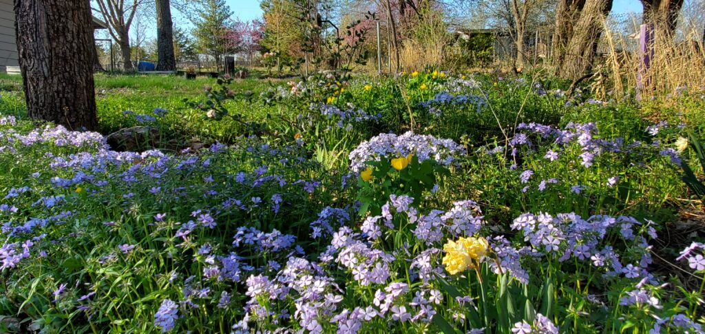 native plants make a healthy landscape
