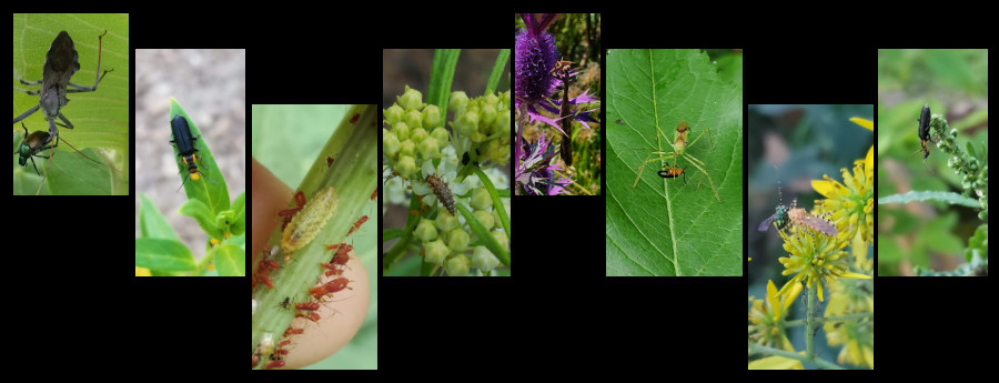 organic pest control