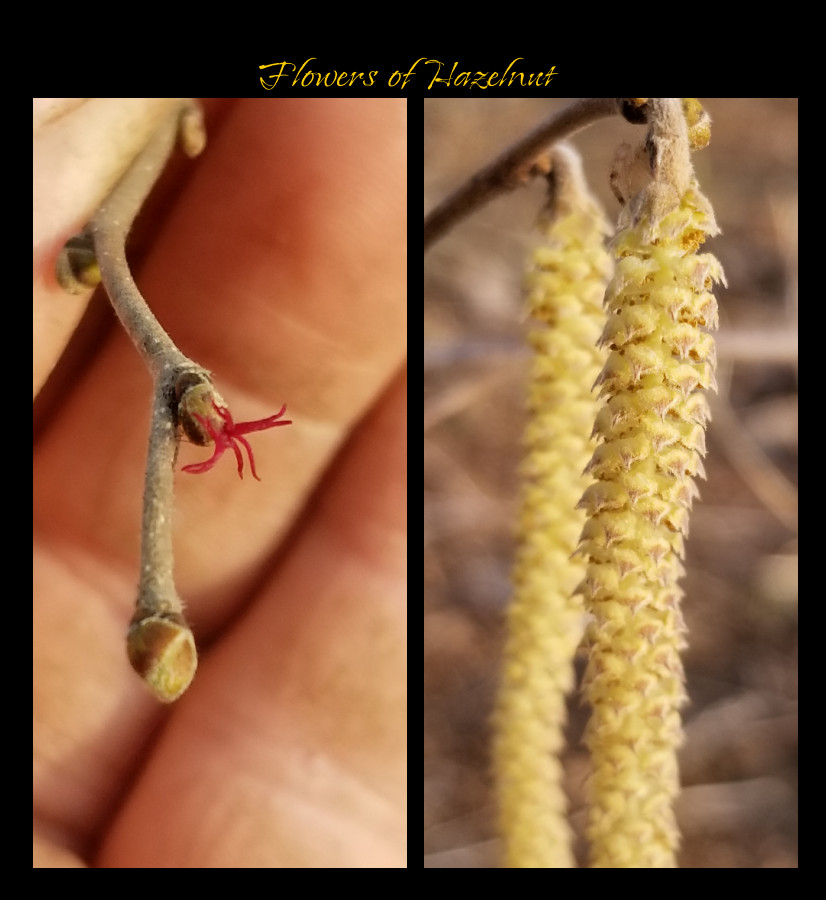 hazelnut flowers