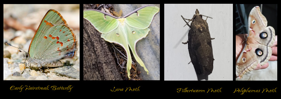 lepidoptera on hazel
