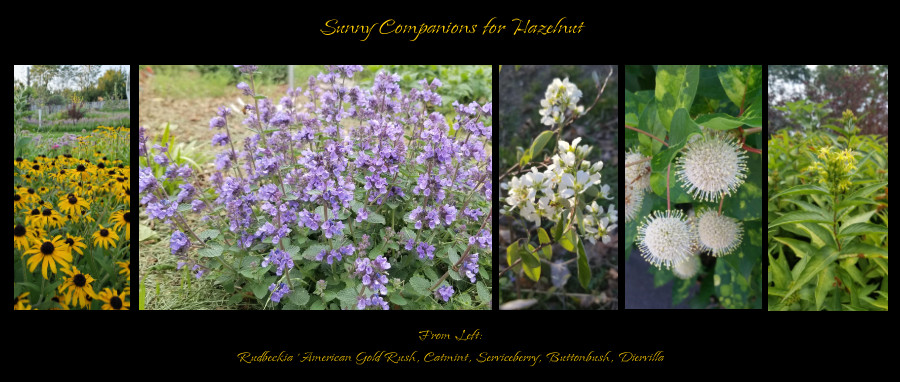 sunny companion plants for hazelnut