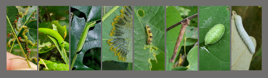 insects feeding on oaks
