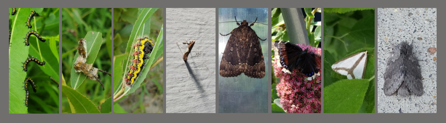 keystone plants willow