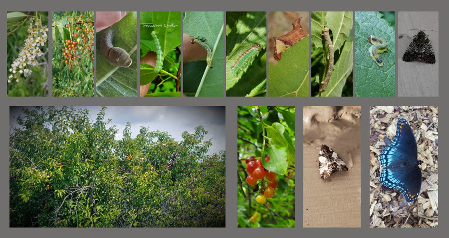 insects feeding on cherry keystone plants