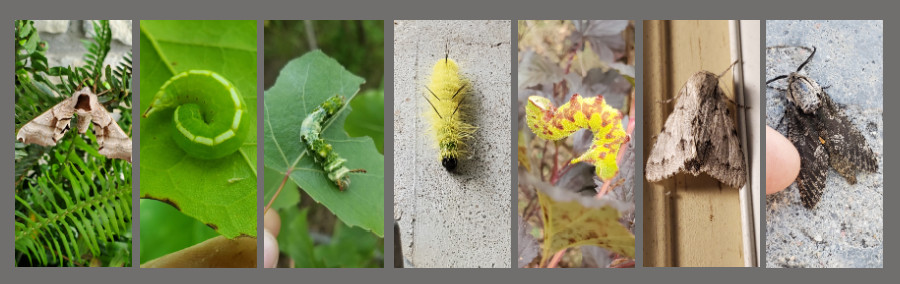 cottonwood feeding insects