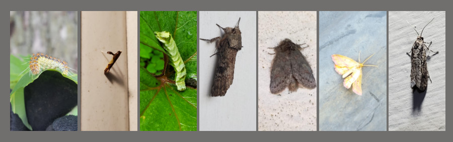 keystone plants - maples