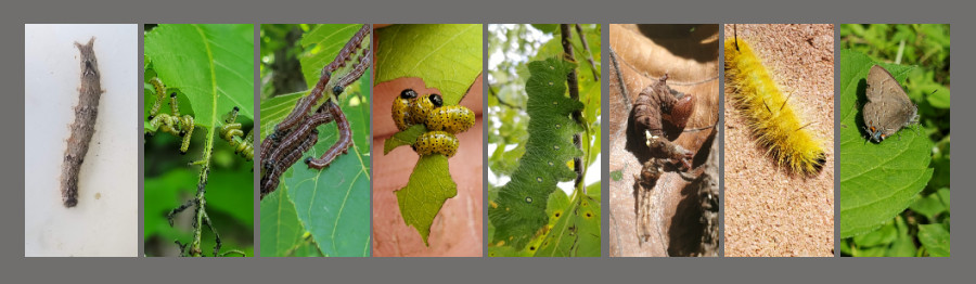 hickory feeding insects