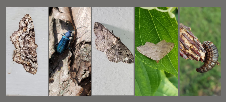 pine feeding insects