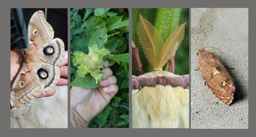 Keystone plants - hazelnut