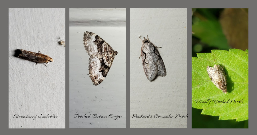 keystone plants - brambles