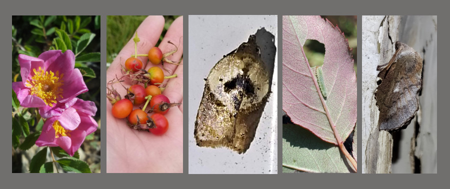 rose feeding insects