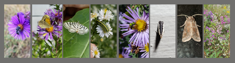 keystone plants - asters